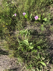 Calochortus splendens