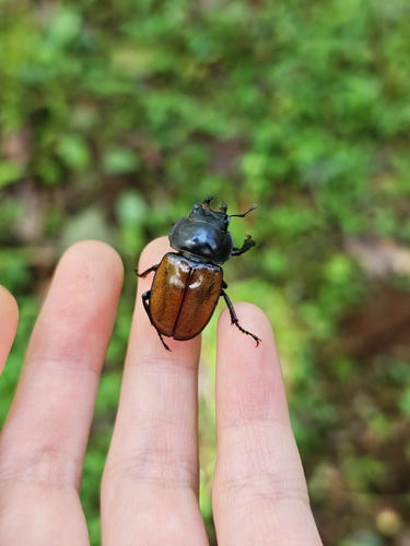 Neolucanus castanopterus