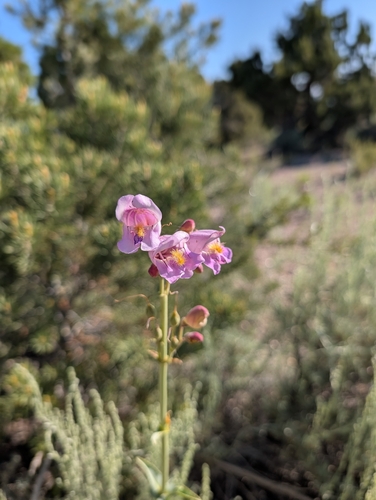 Penstemon palmeri, photograph 5