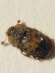 Omosita discoidea