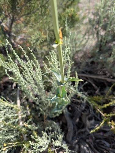 Penstemon palmeri, photograph 6