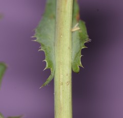 Sonchus oleraceus