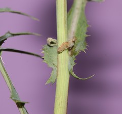 Sonchus oleraceus