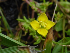 Cicendia quadrangularis