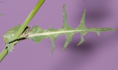 Sonchus oleraceus