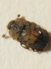 Omosita discoidea