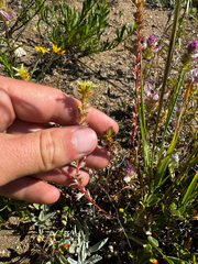 Sedum stenopetalum, photograph (c) Parker James Lloyd, some rights reserved (CC BY)