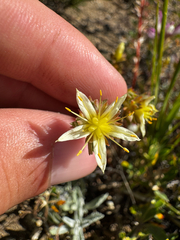 (c) Parker James Lloyd, some rights reserved (CC BY) Sedum stenopetalum, photograph (c) Parker James Lloyd, some rights reserved (CC BY)