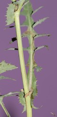 Sonchus oleraceus