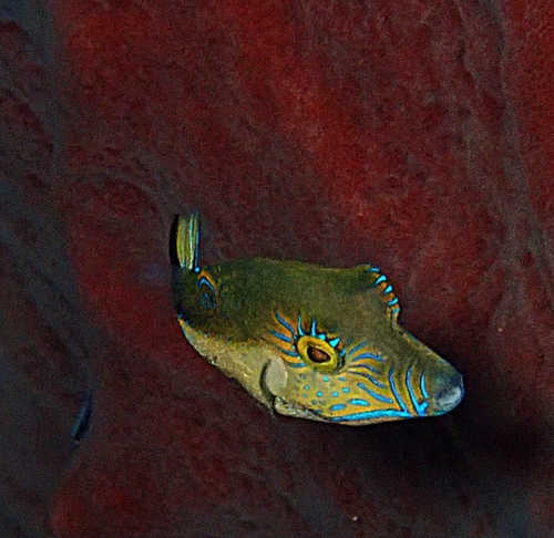 Caribbean Sharpnose Puffer