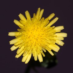 Sonchus oleraceus