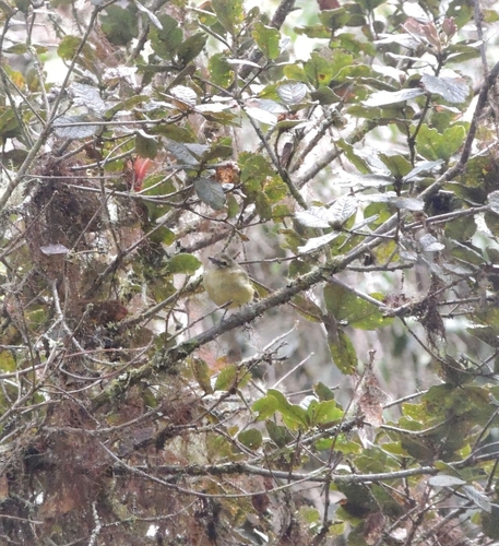 Yellow-winged Vireo (Vireo carmioli), photo 6