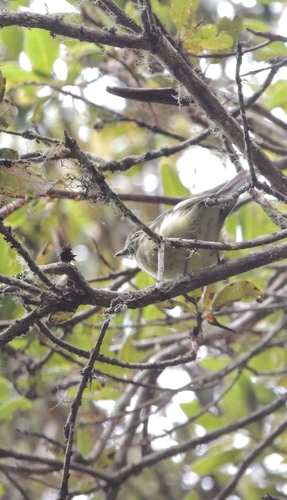 Yellow-winged Vireo (Vireo carmioli), photo 7