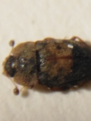 Omosita discoidea