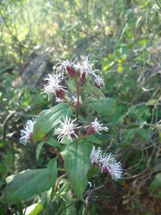 Chromolaena bigelovii