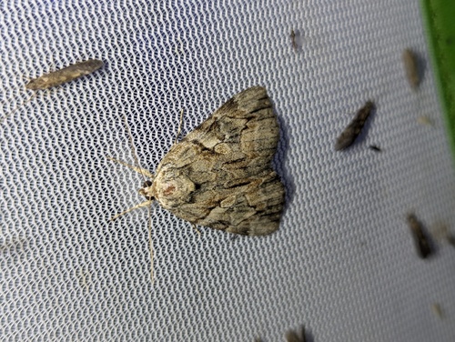 Wonderful Underwing photo 3