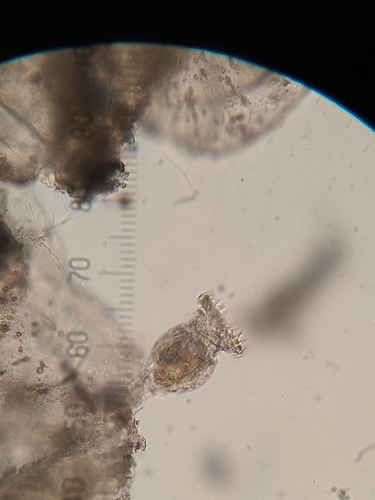 Philodina megalotrocha