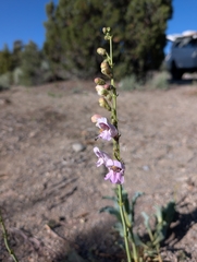 Penstemon palmeri, photograph (c) Jacob Saucier, some rights reserved (CC BY)