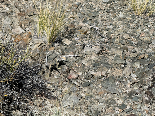iNaturalist observation photo of Collared Lizards