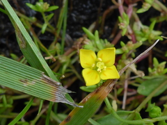 Cicendia quadrangularis