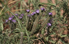 Phacelia popei