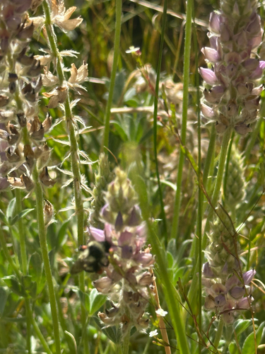 iNaturalist observation photo of Burke's Lupine
