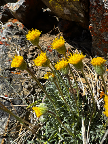 Erigeron bloomeri, photograph 6