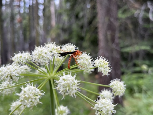 iNaturalist observation photo of Narrow-waisted Wasps, Ants, and Bees