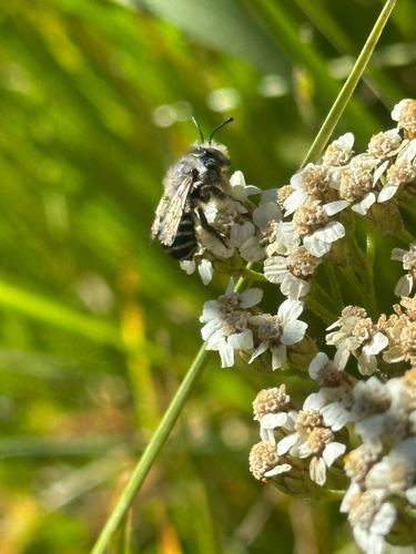 iNaturalist observation photo of Bees