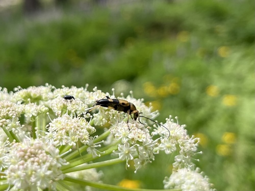 iNaturalist observation photo of Longhorn Beetles