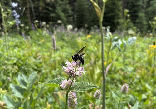 iNaturalist observation photo of Western Carpenter Bee