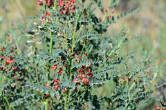 Sphaerophysa salsula