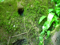 Thamnobryum alopecurum