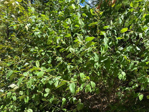 Ceanothus sanguineus, photograph 4