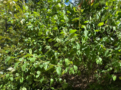 Ceanothus sanguineus, photograph (c) Caleb Catto, some rights reserved (CC BY)