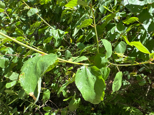 Ceanothus sanguineus, photograph 3