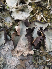 Umbilicaria spodochroa