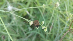 Orsilochides variabilis