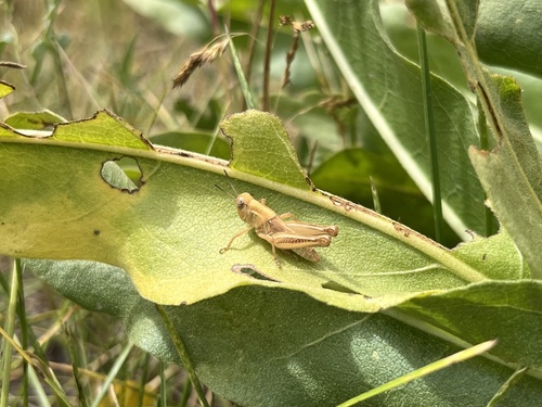 iNaturalist observation photo of Grasshoppers