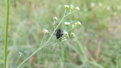 Orsilochides variabilis