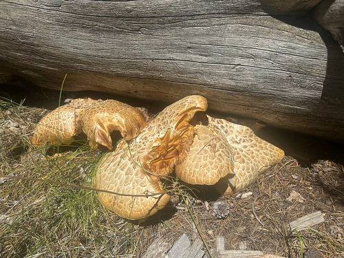 iNaturalist observation photo of Giant Sawgill