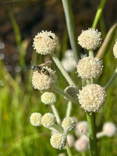 iNaturalist observation photo of Ancistrocerus