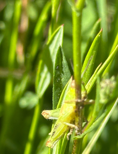 iNaturalist observation photo of Short-horned Grasshoppers and Locusts