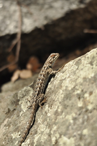 iNaturalist observation photo of Western Fence Lizard