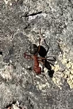 iNaturalist observation photo of Wood, Mound, and Field Ants