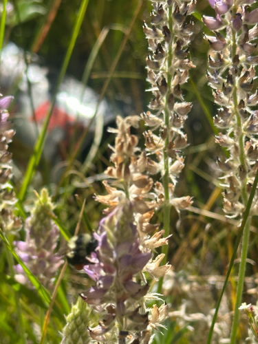iNaturalist observation photo of Burke's Lupine