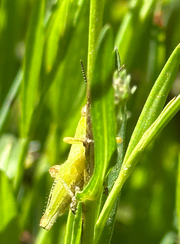 iNaturalist observation photo of Grasshoppers, Crickets, and Katydids