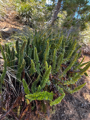 Polystichum lemmonii, photograph (c) Parker James Lloyd, some rights reserved (CC BY)