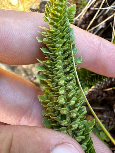 Polystichum lemmonii, photograph 6