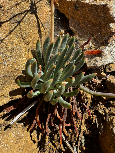 Lewisia leeana, photograph 3